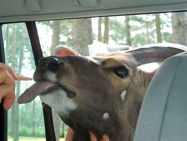 Личные фото