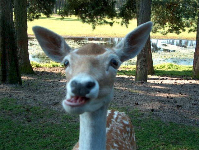 Прикольная гримасса! Жует печенье.. Личные фото