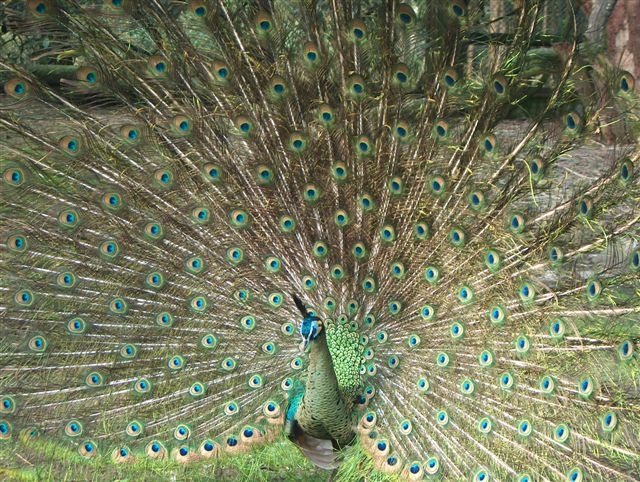 А вот такие красавцы гуляют у нас по Vogelpark. Личные фото