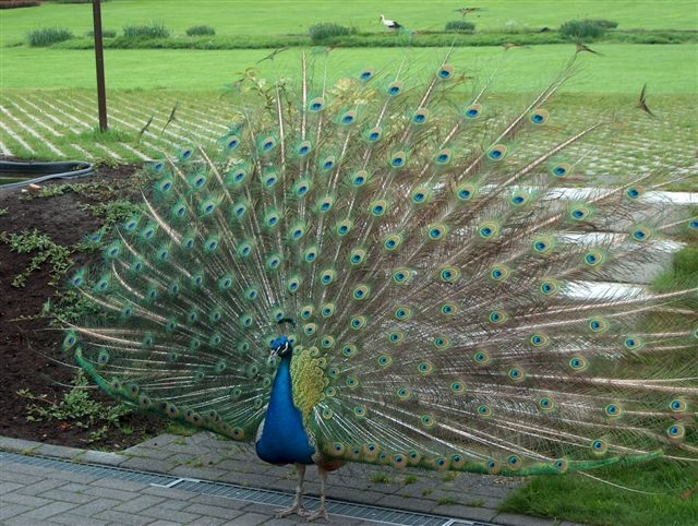 Красавцы! Но песни их ужасны!!!. Личные фото