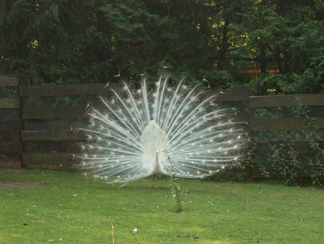 А еще такие! Удивительно белоснежные!. Личные фото