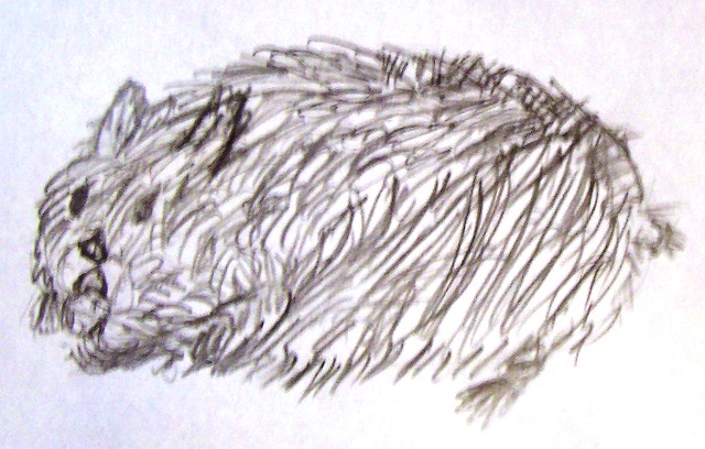 хомячок Сеня. РИСУНКИ