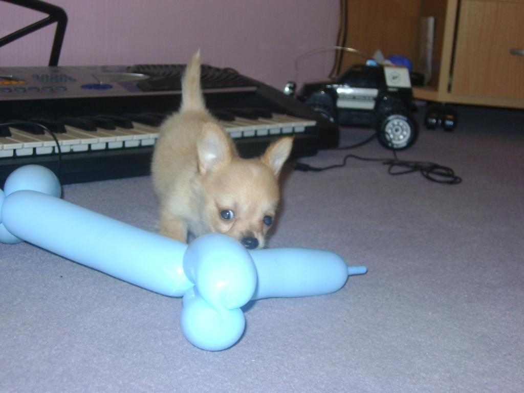 Новый член семьи Арчи. Наша собака. Арчи