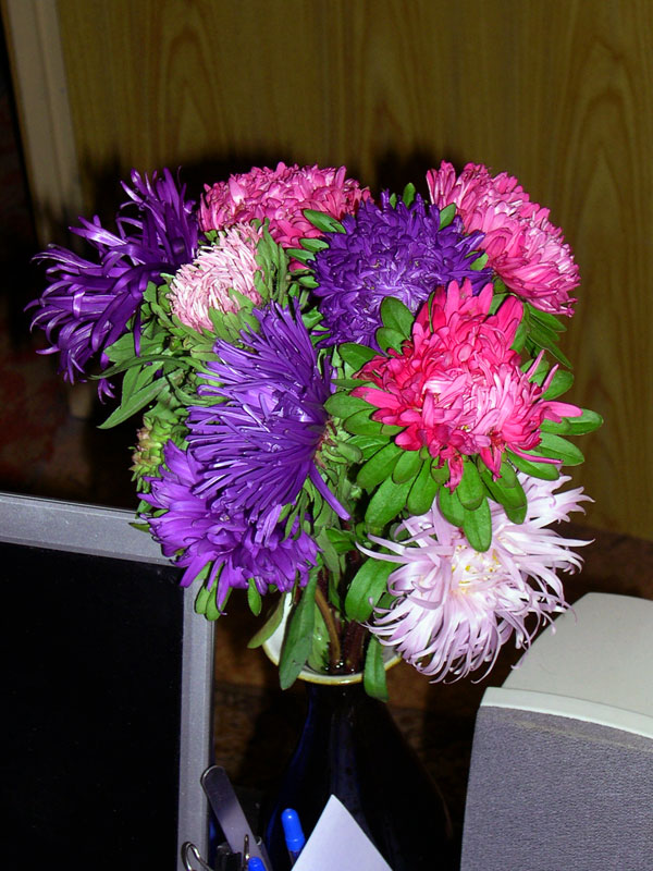 Еще астры, на сей раз - охапка. Маленькие радости / Small pleasures