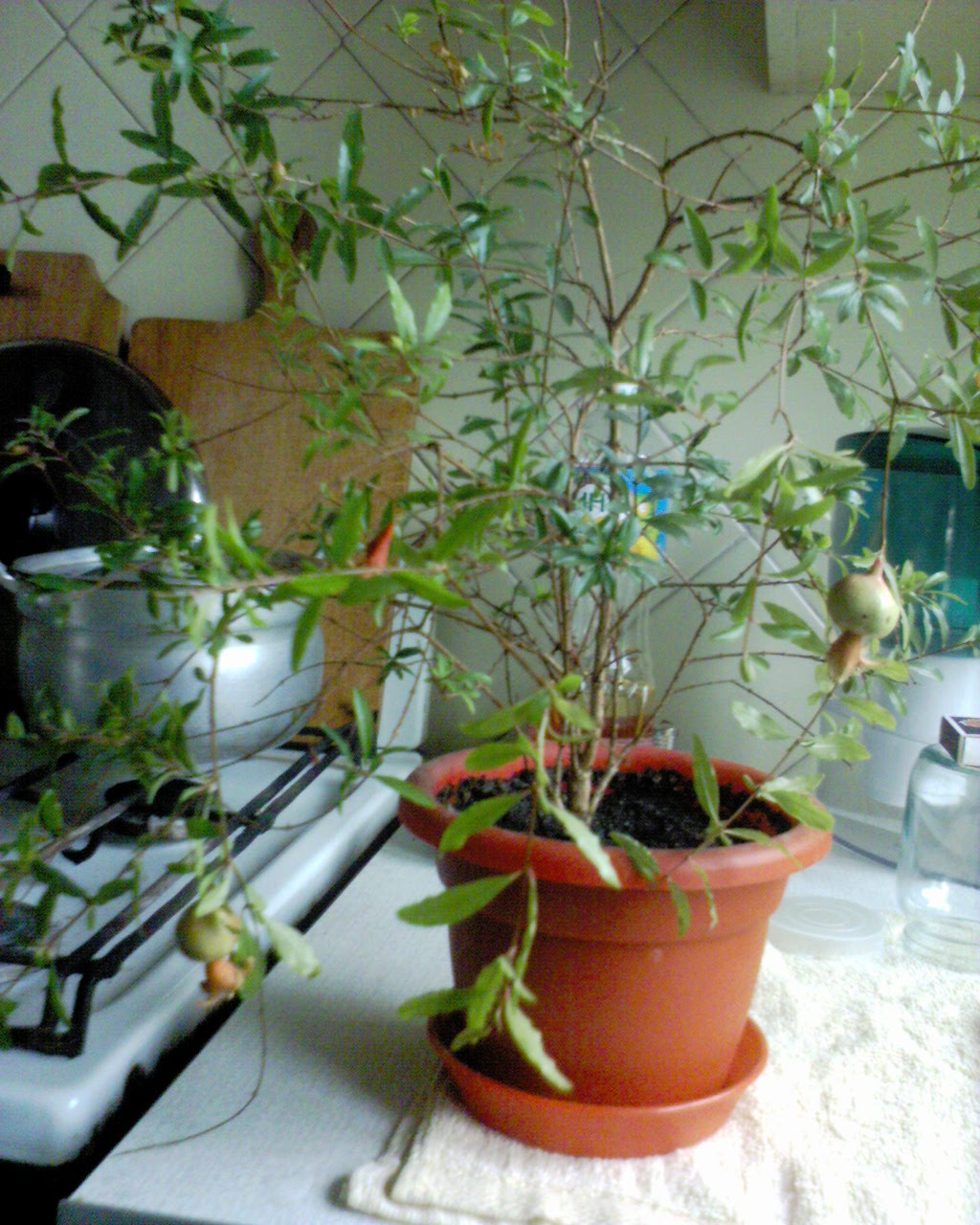 Маленькое гранатовое деревце в этом году дало плоды))). Мои цветы