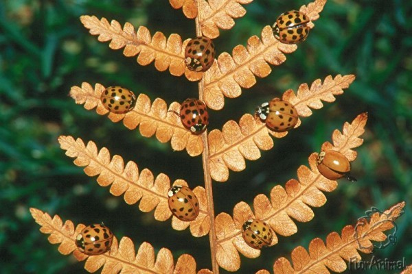 родовое древо. 