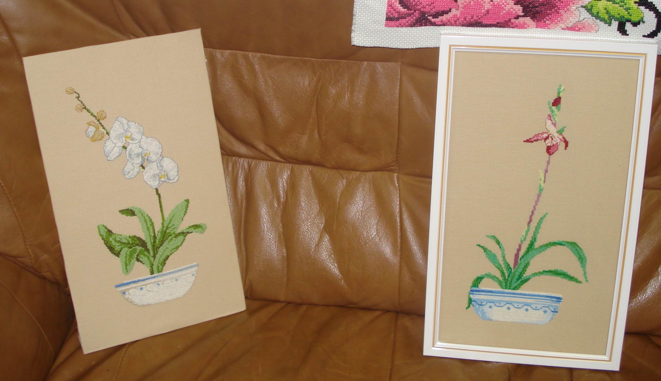 орхидеи от Елены. Встреча 22.11