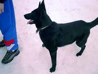 Багира. Багира