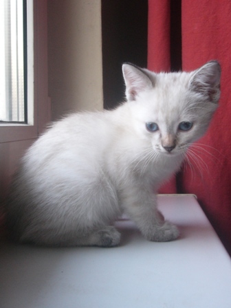 blondy-3. котятки