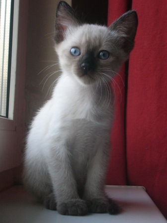 мальчиш angel-eyes. котятки