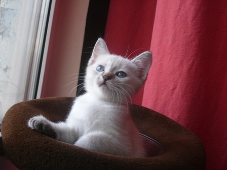 blondy. котятки