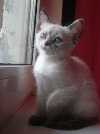 старшенькая. котятки