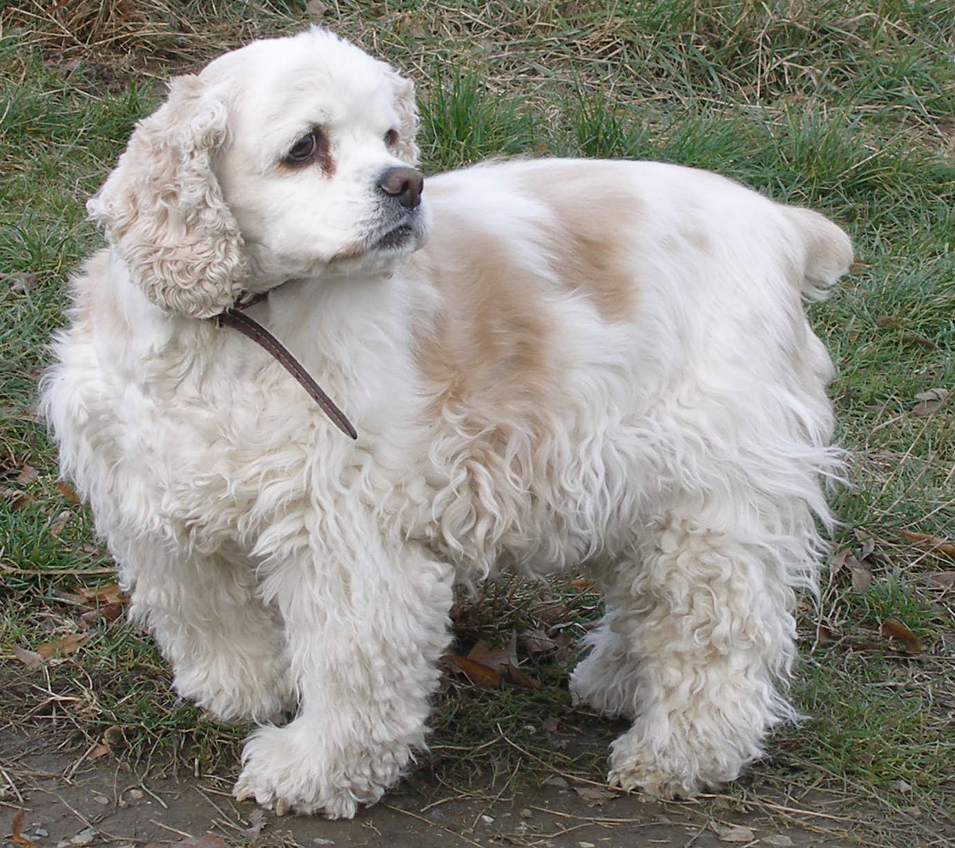 Старшая собака на прогулке. Звери