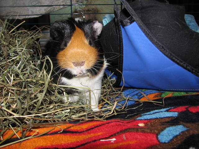 ПРИВЕТ!. Мой Кусик