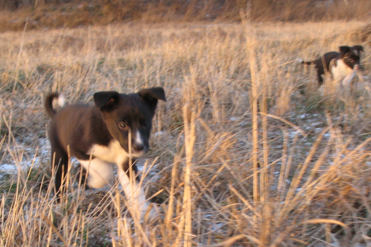 сестренка( ближняя) и братик(дальний) резвятся на прогулке. они нашлись