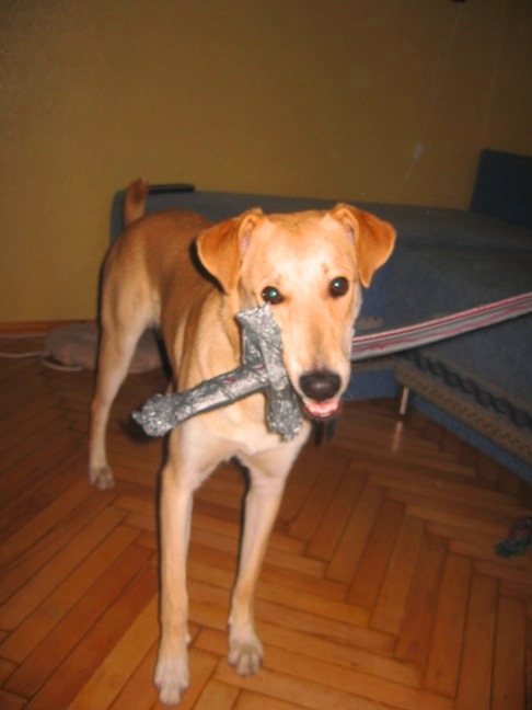 псы-рыцари идут 1. ежедневная @