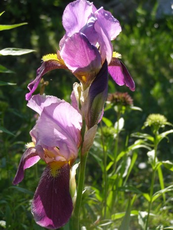 ПАКЕТ САМОНАБОРНЫЙ. Детское