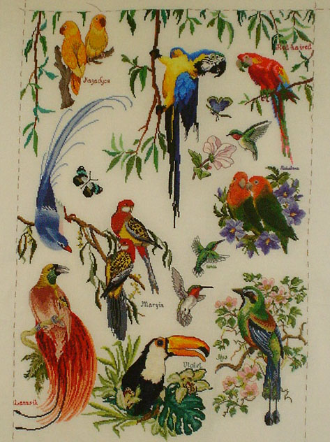 Тропические птички. РОБИН 2007 