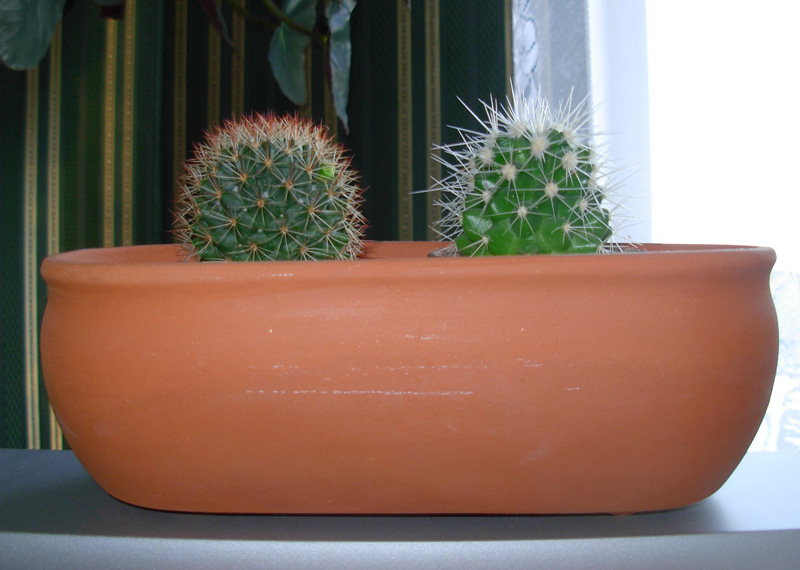 Кактус!. Мои цветы