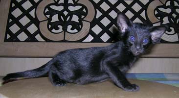 Тёма. Наш любимый кот.))