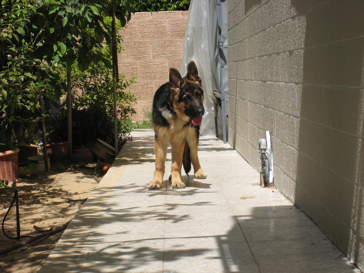 рексик в нашем дворе. rex