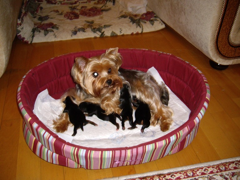 один из этих червячков - наша Ляля :)  . 