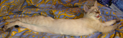 Таитянка Земфира в длинну. 