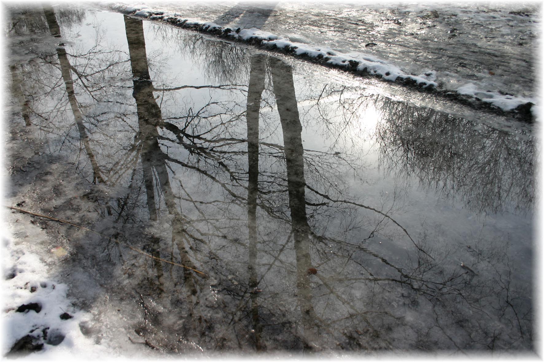 лужа. весна