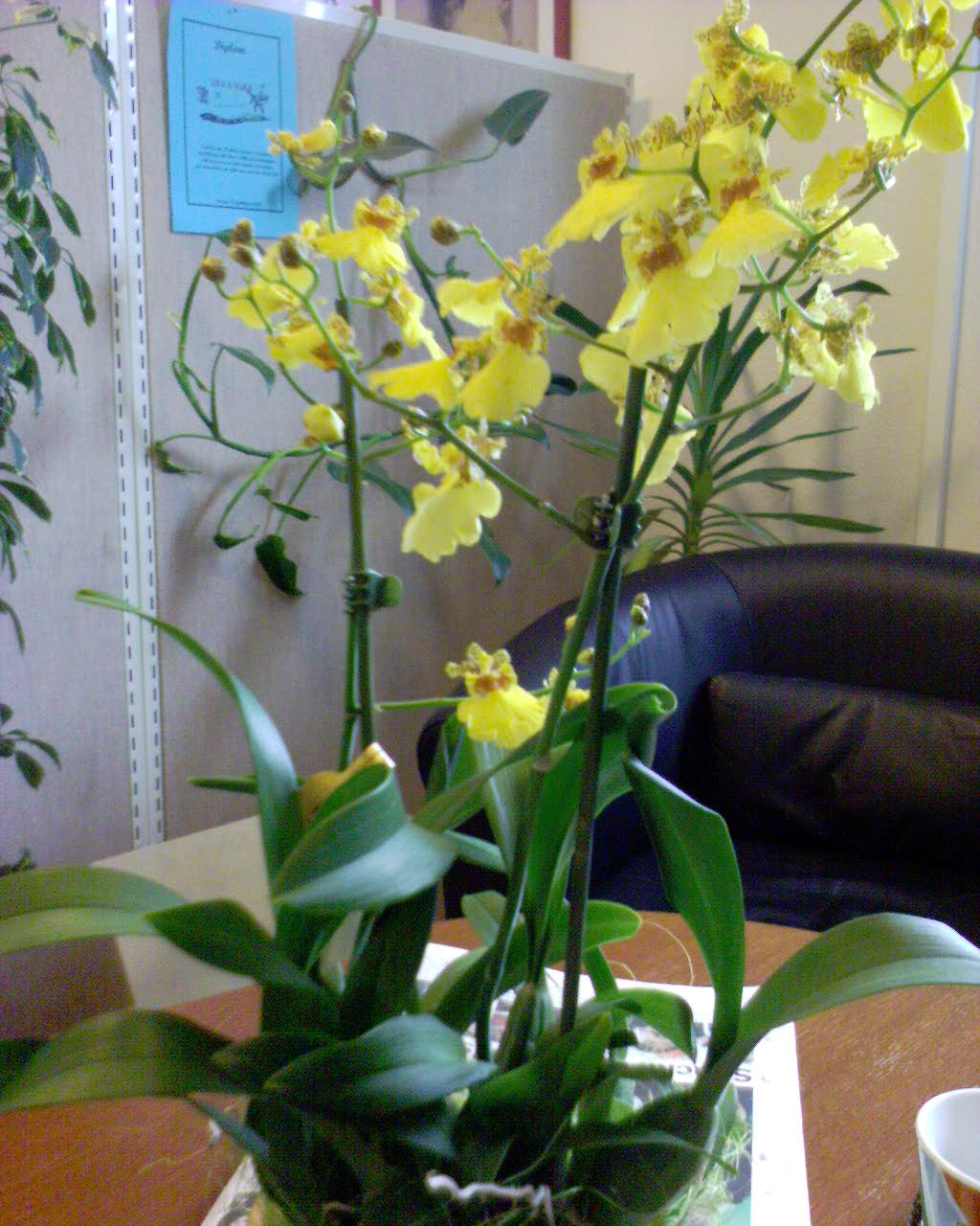 Орхидеи. Мои цветы