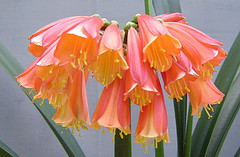 а бывает и такой. Кливия-Growing Clivia nobilis х Australasian cyrtanthiflora  Remuera-Group