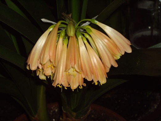 ночная вспышка. Кливия-Growing Clivia nobilis х Australasian cyrtanthiflora  Remuera-Group