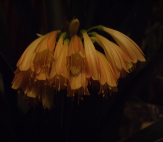 ночн съемка. Кливия-Growing Clivia nobilis х Australasian cyrtanthiflora  Remuera-Group