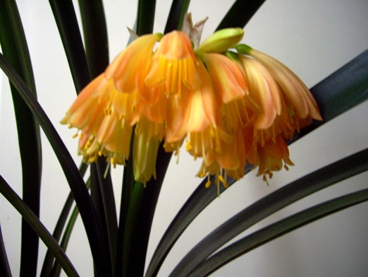 дневная порезче. Кливия-Growing Clivia nobilis х Australasian cyrtanthiflora  Remuera-Group