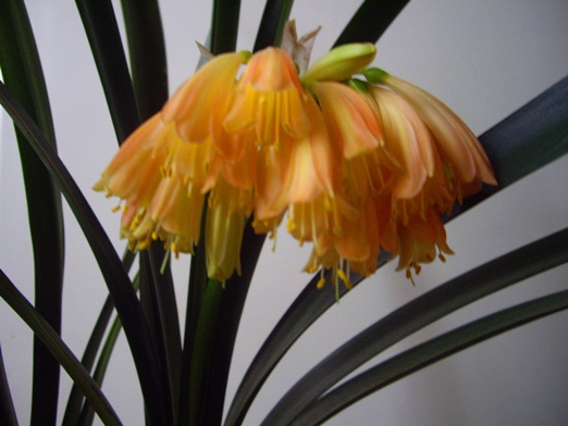 дневная. Кливия-Growing Clivia nobilis х Australasian cyrtanthiflora  Remuera-Group