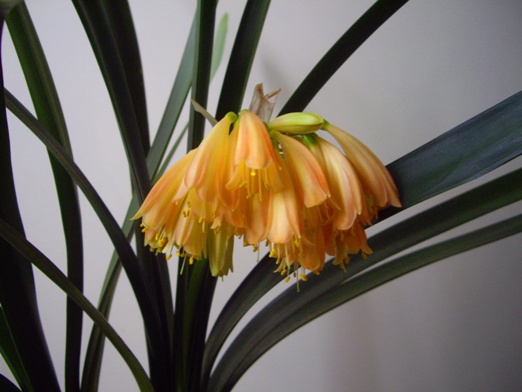 дневная1. Кливия-Growing Clivia nobilis х Australasian cyrtanthiflora  Remuera-Group