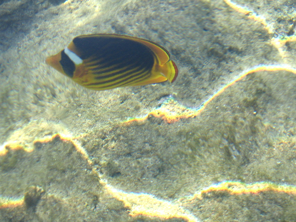 Egypt, ШэШ, май 2008г.