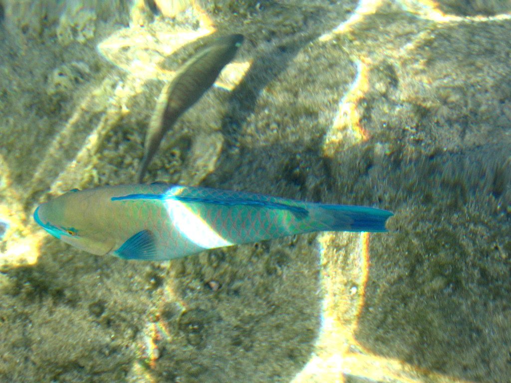 Egypt, ШэШ, май 2008г.