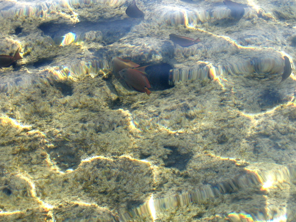 Egypt, ШэШ, май 2008г.