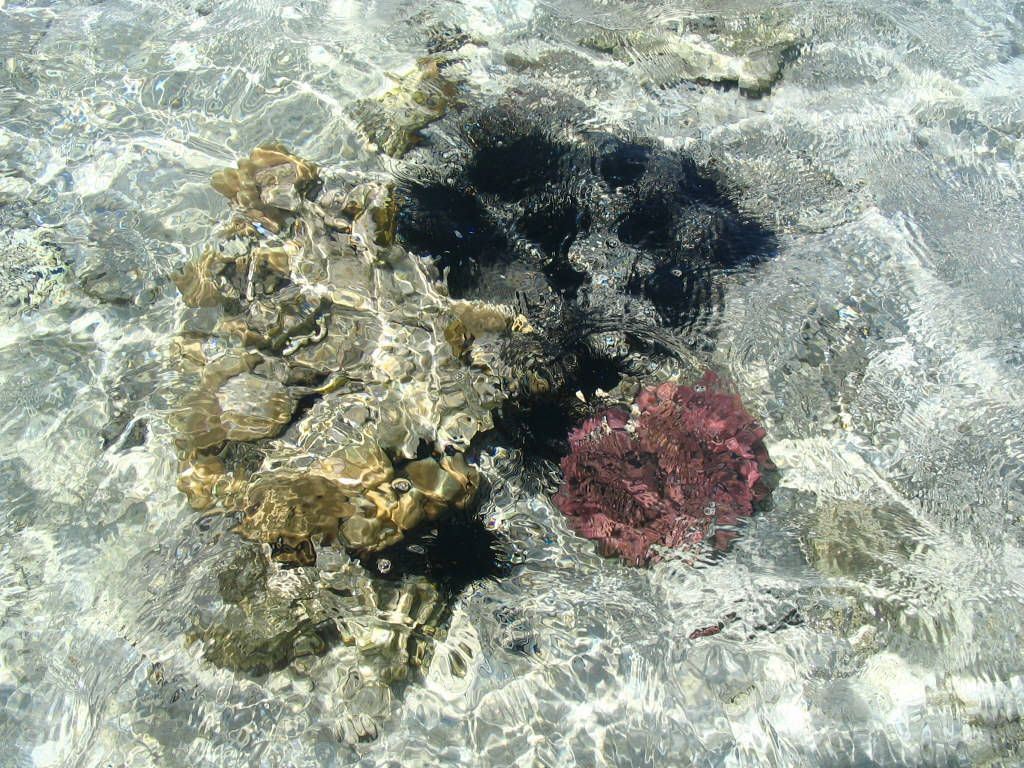 Egypt, ШэШ, май 2008г.