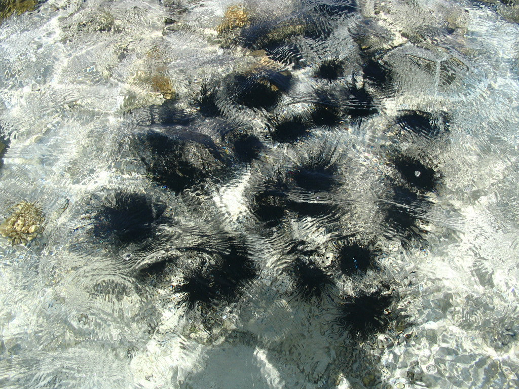 Egypt, ШэШ, май 2008г.