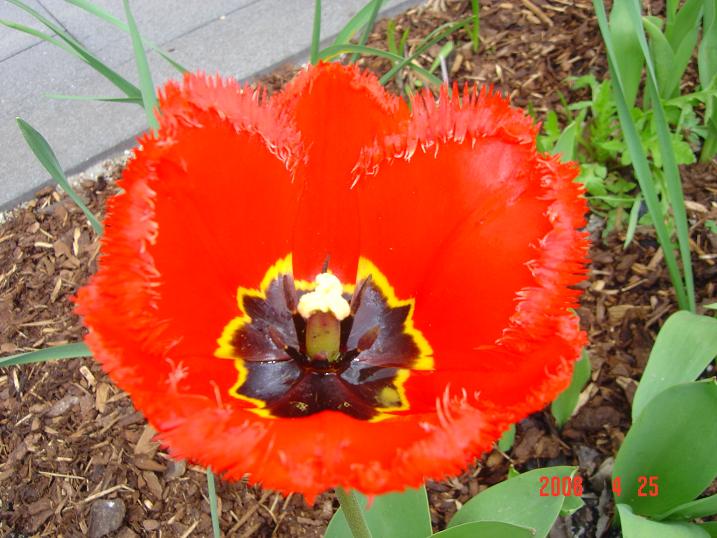 мои выходцы. 