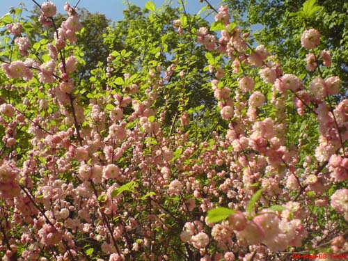 Сакура, наверно.. Аптекарский огород май 2008