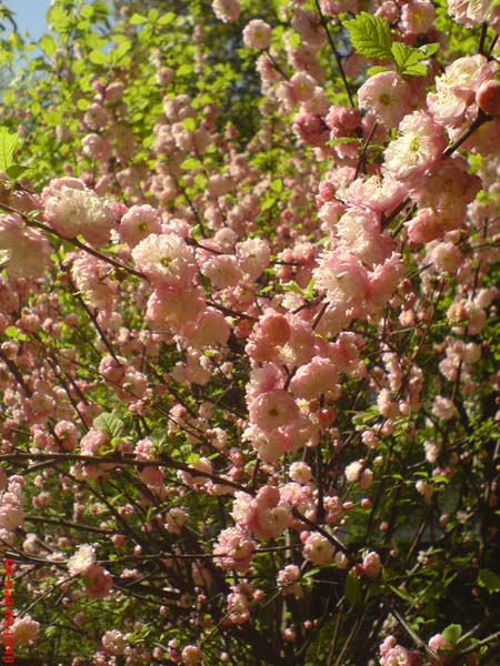 Сакура.. Аптекарский огород май 2008