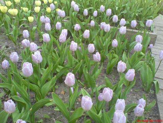 Еще тюльпаны. Аптекарский огород май 2008