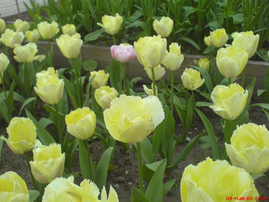 еще тюльпанны.. Аптекарский огород май 2008