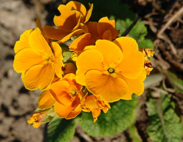 Примула № 15. Садовая примула