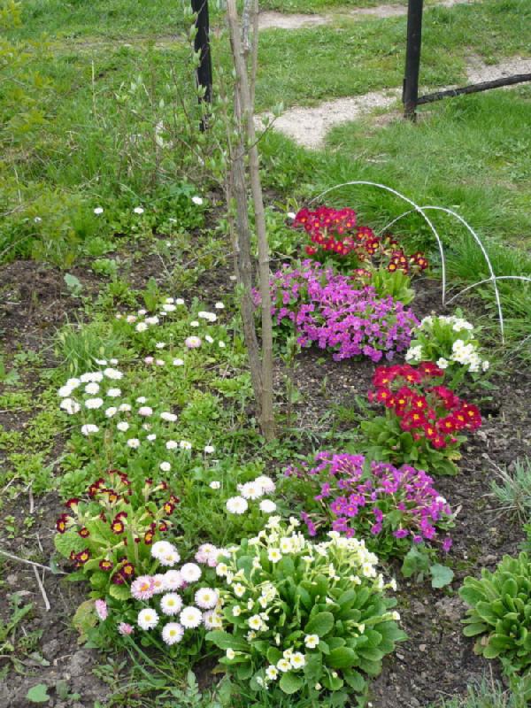 Самый ранний цветник. 