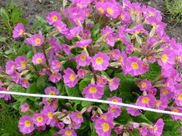 Ранние цветы. 