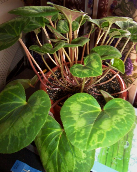 цикламен. Цветы