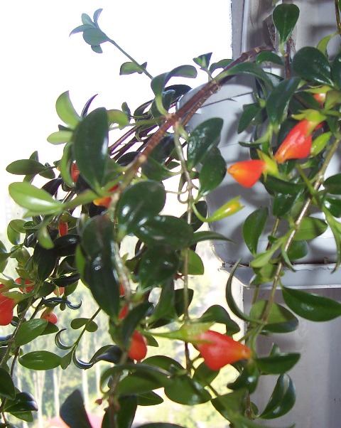 нематантус. Цветы